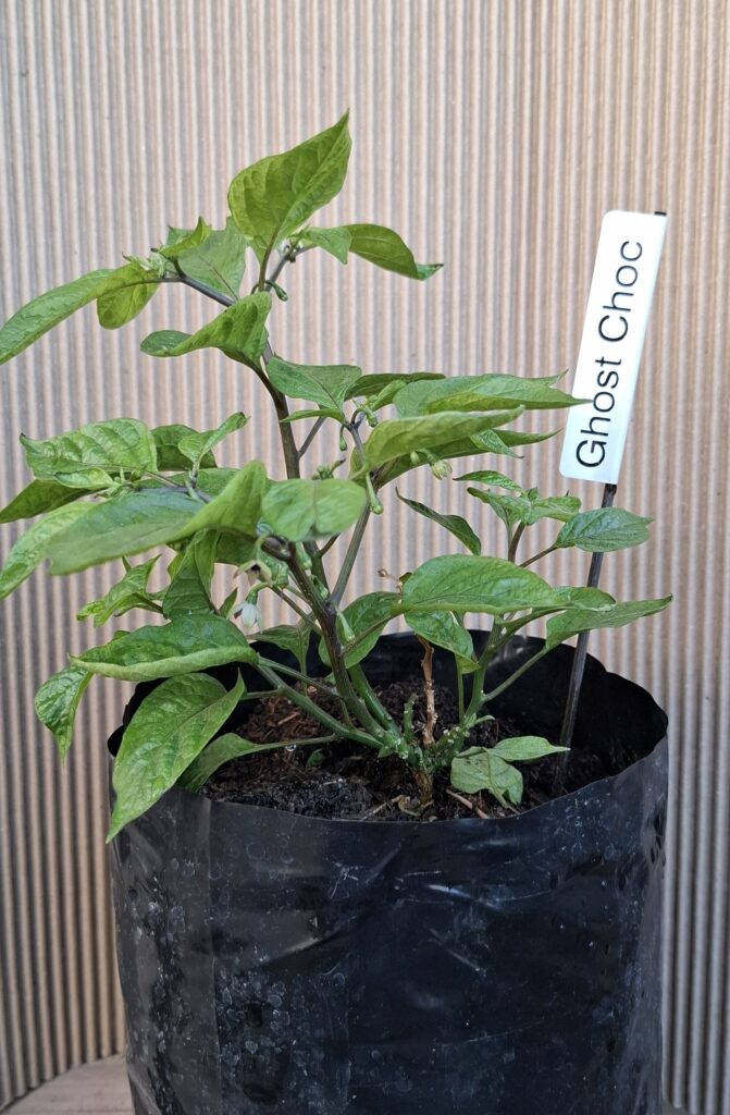 1000330092-scaled.jpg Chocolate Ghost Chilli Pepper Plant 4,5L