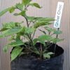 1000330092-scaled.jpg Chocolate Ghost Chilli Pepper Plant 4,5L