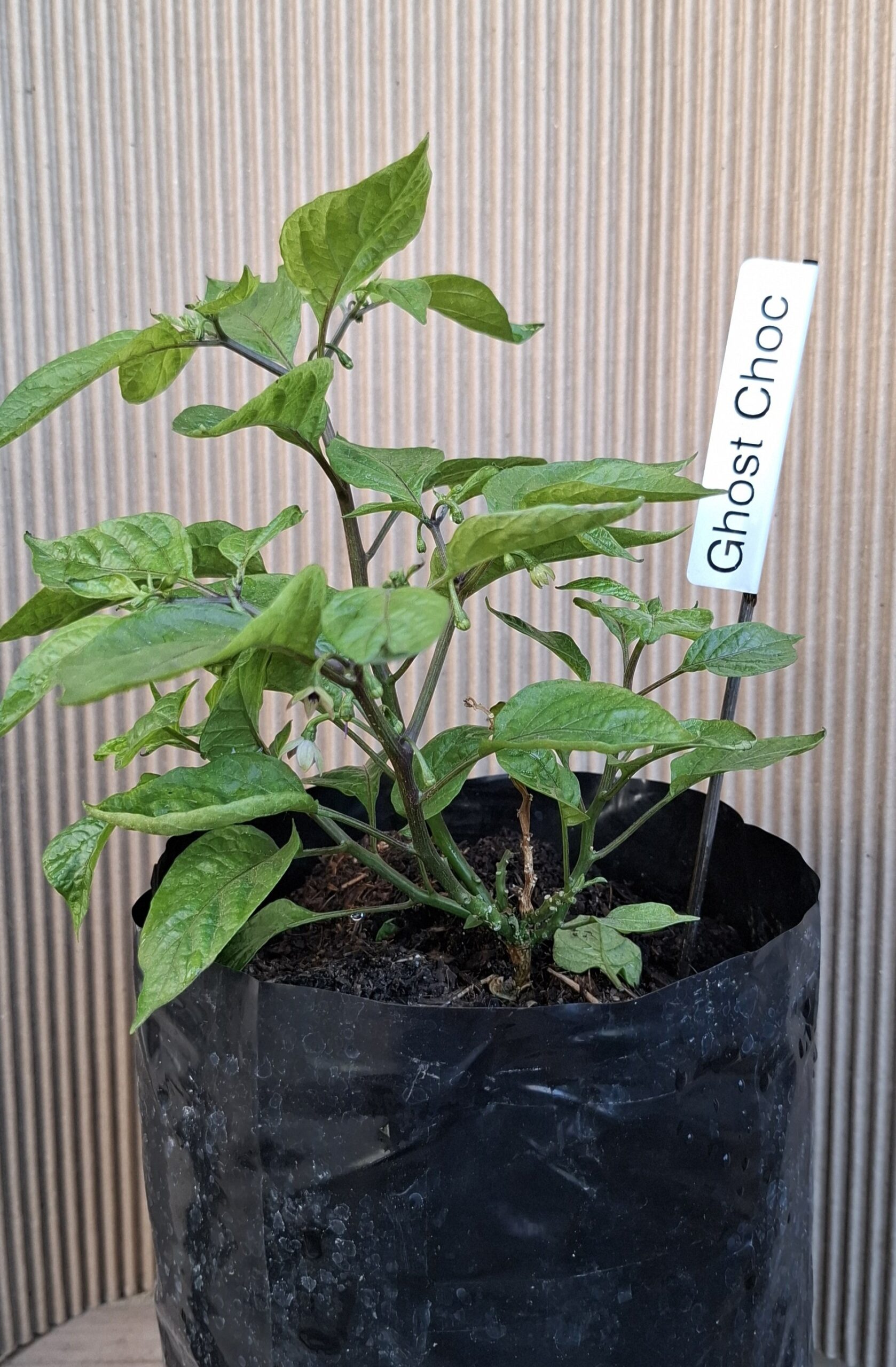 Chocolate Ghost Chilli Pepper Plant 4,5L - Image 2