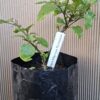 1000330093-scaled.jpg Trinidad Moruga Scorpion Plant 4,5L