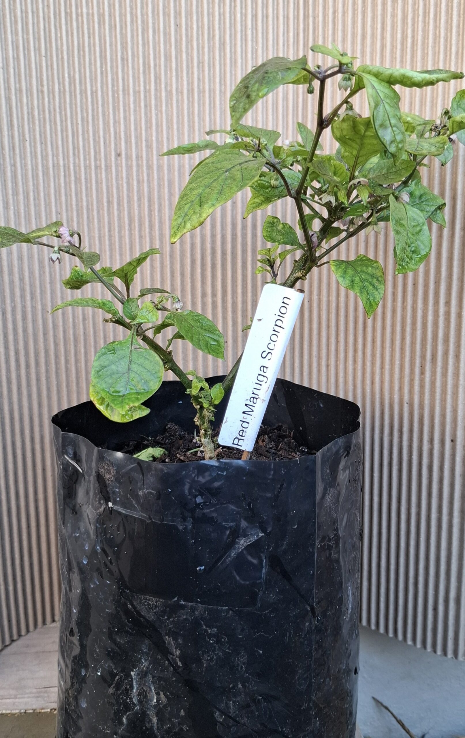 Trinidad Moruga Scorpion Plant 4,5L - Image 2