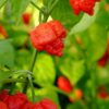 1000330096.jpg Trinidad Moruga Scorpion Plant 4,5L