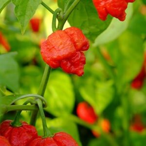 1000330096.jpg Trinidad Moruga Scorpion Plant 4,5L