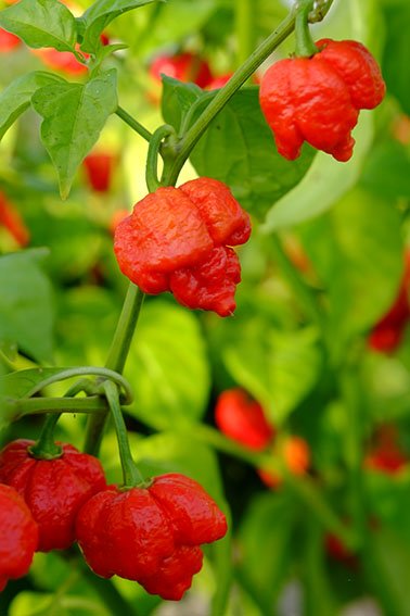 Trinidad Moruga Scorpion Plant 4,5L