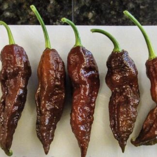 Chocolate Ghost Chilli Pepper Plant 4,5L
