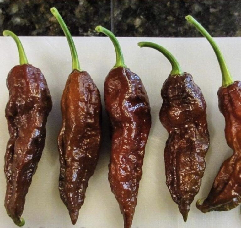 1000330105.jpg Chocolate Ghost Chilli Pepper Plant 4,5L