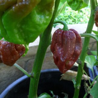 Chocolate Douglah Chilli Pepper Plant 4,5L