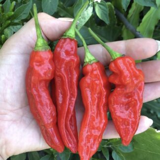 Fatalii Red Chilli Plant 4,5L