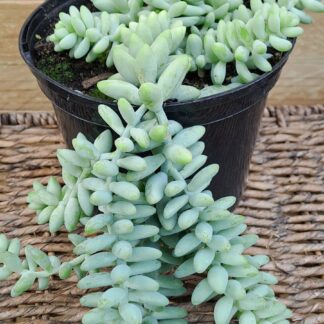Donkeys Tail Sedum