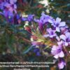 1000333360.jpg Dychoriste Purple Bells
