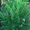 1000333361-3.jpg Dychoriste Purple Bells