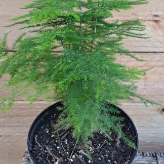 ASPARAGUS PLUMOSUS Asparagus Fern - Nanus 17cm