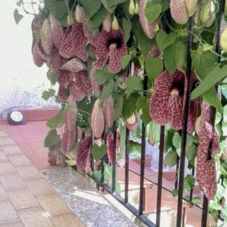Aristolochia gigantic "Giant Dutchman's pipe" "Giant Pelican Flower" 12cm