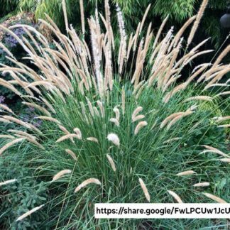 PENNISETUM MACROURUM African Feather Grass 3L