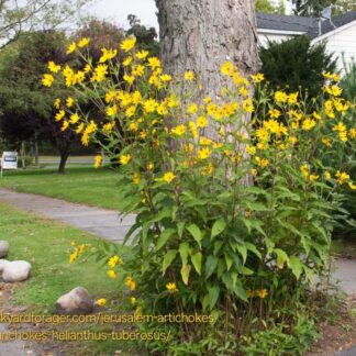 Helianthus Tuberosus "Jerusalem Artichoke" 12cm
