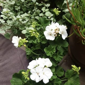 PELARGONIUM Richard - Kariba White 15cm