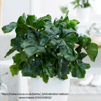 Philodendron Atom