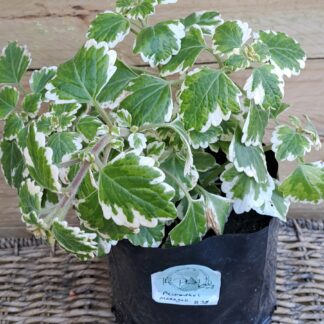 PLECTRANTHUS MADAGASCARIENSIS Madagascar Coleus 3L