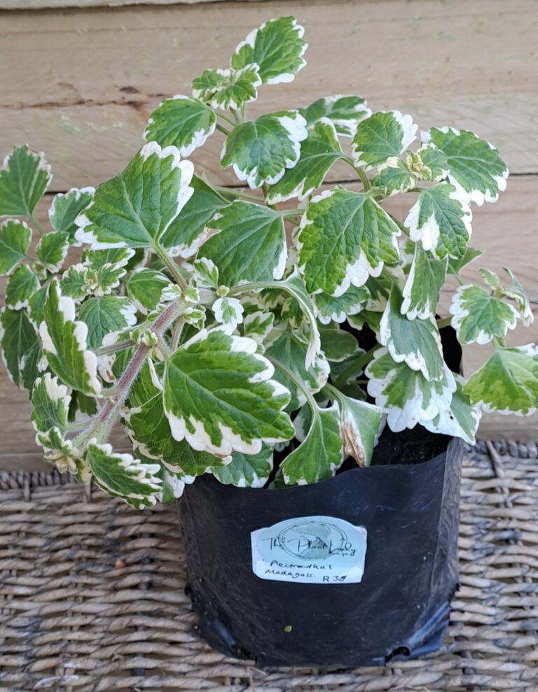1000337082.jpg PLECTRANTHUS MADAGASCARIENSIS Madagascar Coleus 3L