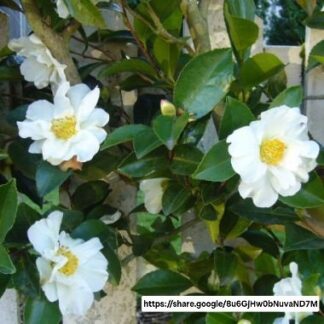 CAMELLIA SASANQUA  - White 4.5L