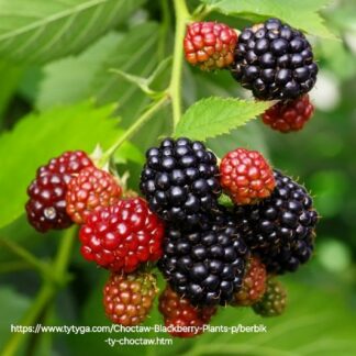 Blackberry Choctaw 17cm