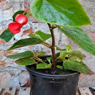 BEGONIA X HYBRIDA - Dragon Wing Red 17cm