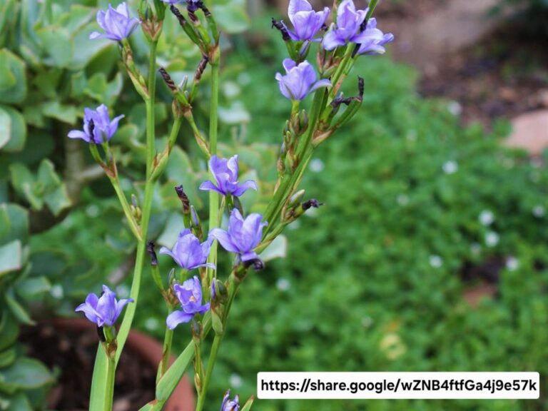 1000362205.jpg ARISTEA ECKLONII Blue Stars / Blou sterre 2.5L