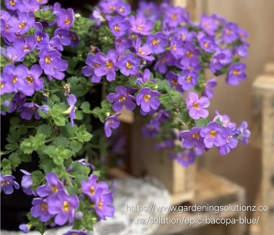 SUTERA CORDATA Bacopa Megacopa - Blue 15cm