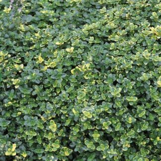 THYMUS CITRIODORUS  - Sambesi 15cm