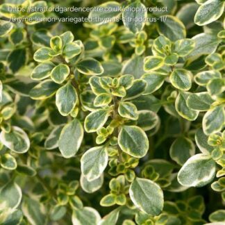 THYMUS VULGARIS  - Mystic Lemon (Variegated) 15cm