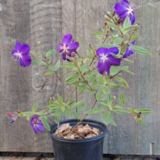 TIBOUCHINA ELEGANS Glory Tree 4,5L