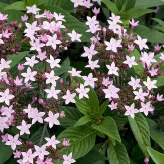 PENTAS LANCEOLATA Pentas - Northern Lights Lavender 15cm