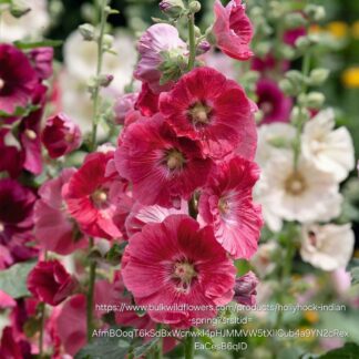 Hollyhocks mix colours 12cm