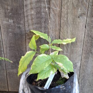 Soap Berry - 4,5L Sapindus saponaria