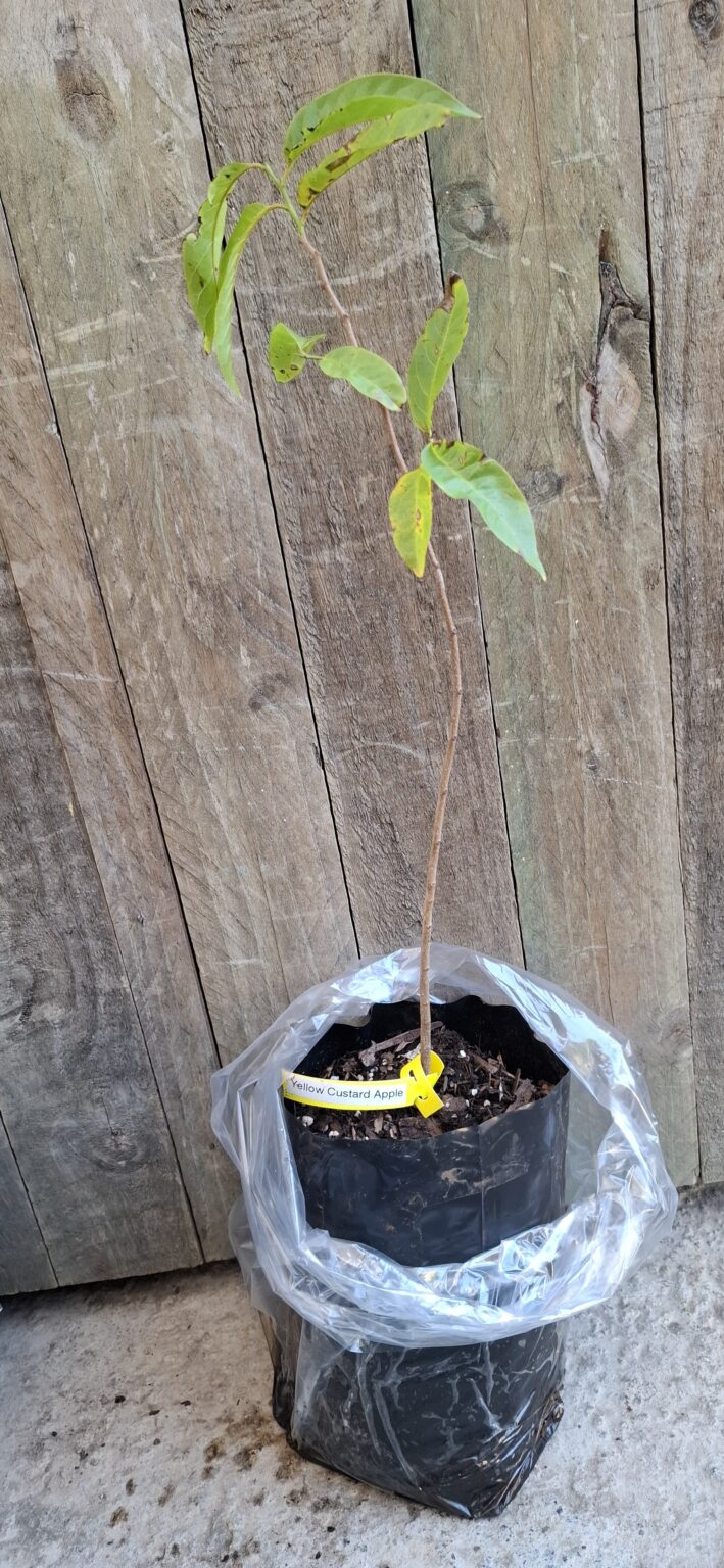 1000372051-scaled.jpg Yellow Custard Apple Tree - 4,5l
