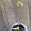 1000372051-scaled.jpg Yellow Custard Apple Tree - 4,5l