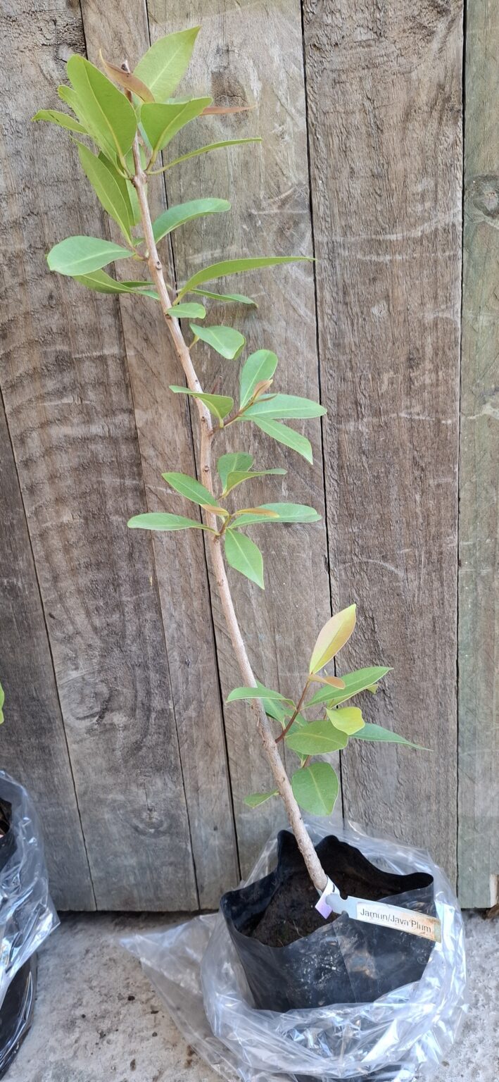 1000372052-scaled.jpg Java / Jamin Plum Tree 4,5L