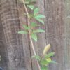 1000372052-scaled.jpg Java / Jamin Plum Tree 4,5L
