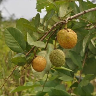 Yellow Custard Apple Tree - 4,5l