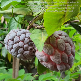 Red Custard Apple Tree - 4,5l