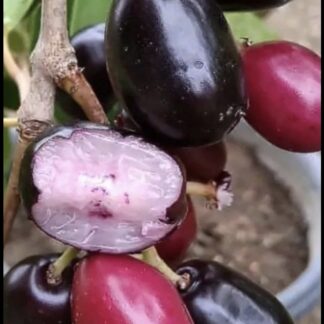 Java / Jamin Plum Tree 4,5L