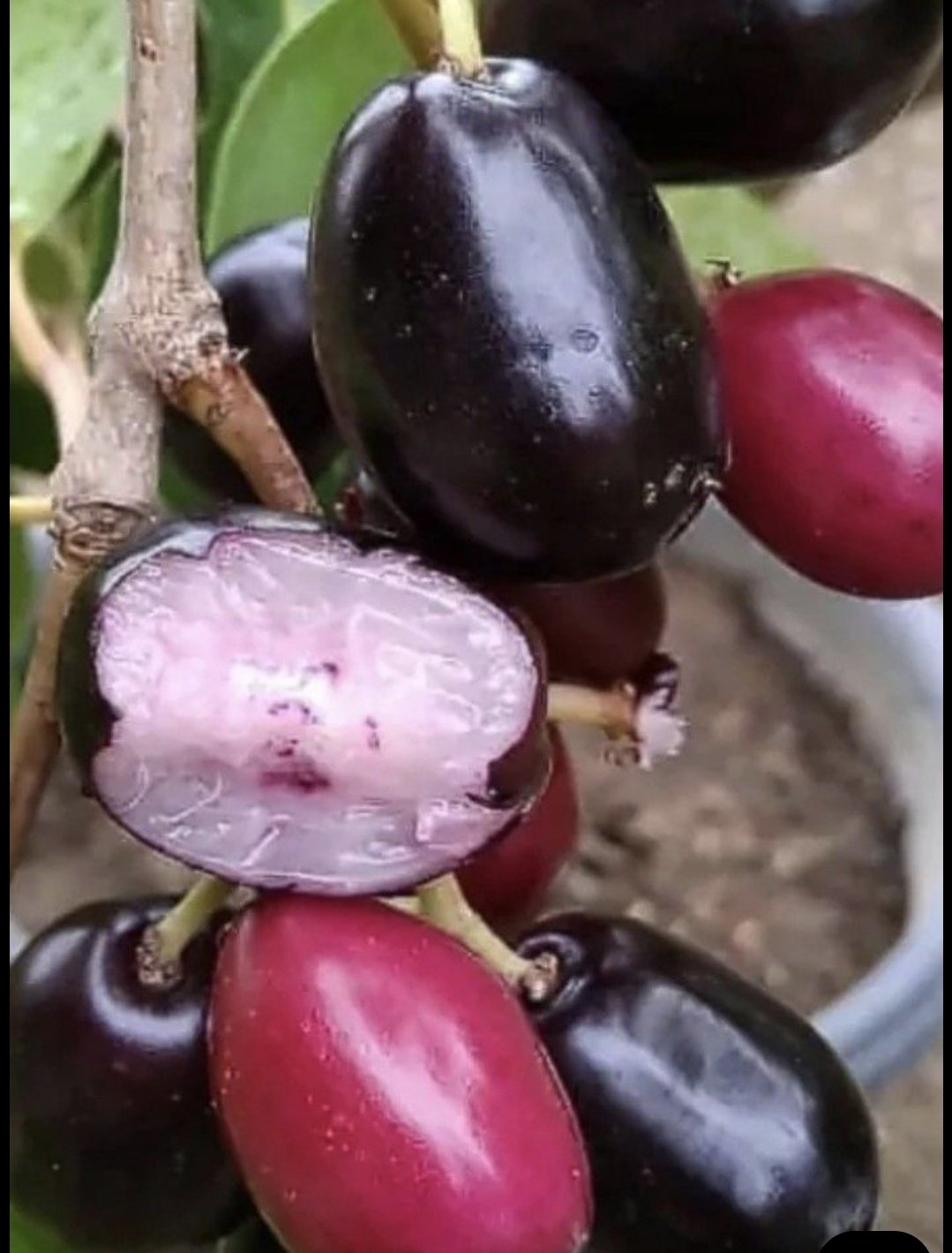 Java / Jamin Plum Tree 4,5L