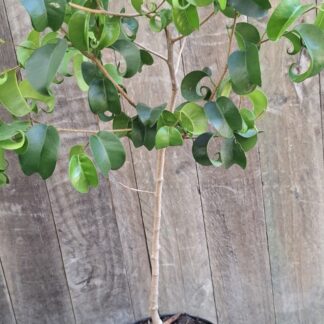 Ficus Benjamina 'Pandora' Curly Leaf Ficus 19cm