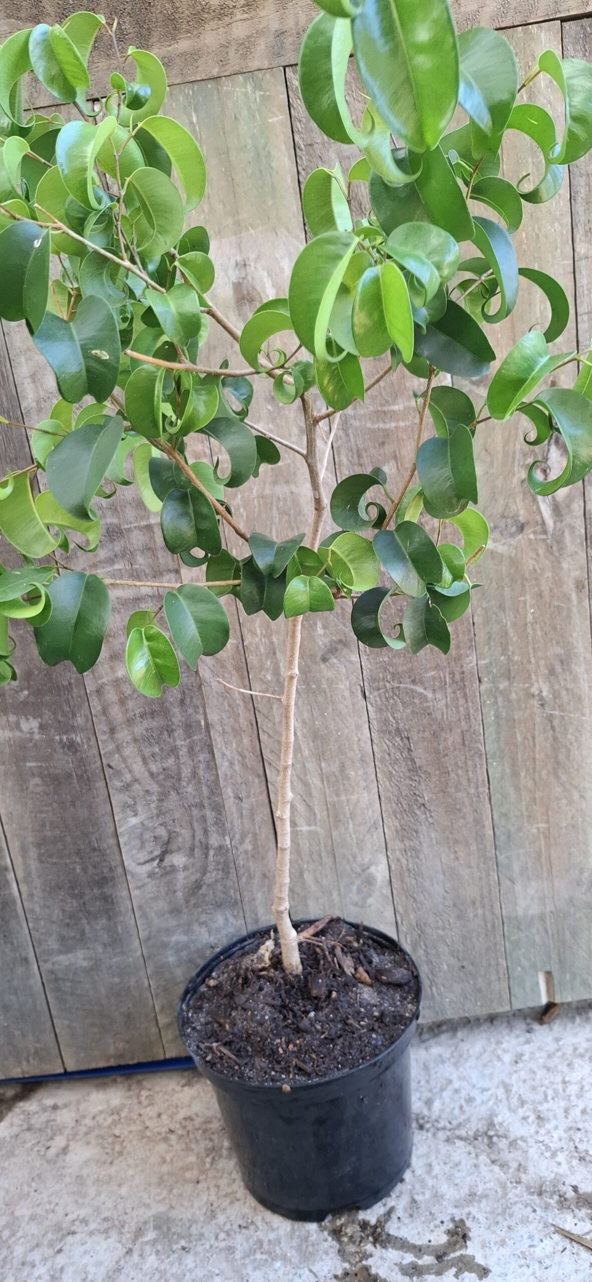 Ficus Benjamina 'Pandora' Curly Leaf Ficus 19cm