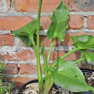 1000378229.jpg ZANTEDESCHIA AETHIOPICA Arum Lily - White 3L
