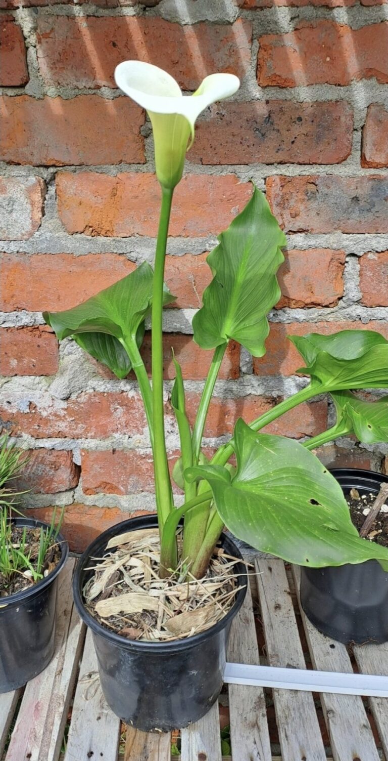 1000378229.jpg ZANTEDESCHIA AETHIOPICA Arum Lily - White 3L