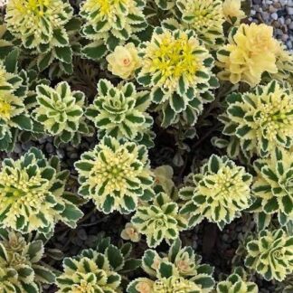 SEDUM HYBRIDA - Atlantis 15cm