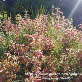 SALVIA LANCEOLATA Rusty Sage - Rusty Red 3L