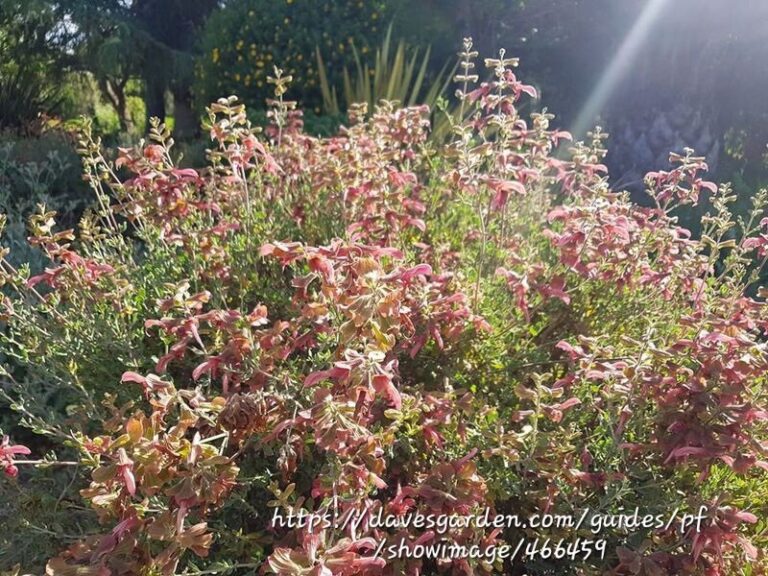 1000378270.jpg SALVIA LANCEOLATA Rusty Sage - Rusty Red 3L