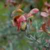 1000378271.jpg SALVIA LANCEOLATA Rusty Sage - Rusty Red 3L